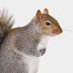 1550254_2024_06_SE_Wildlife-Squirrel-NS2-Lifestyle._SY222__V1718218099_